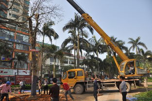 園林行業(yè)工程機械租賃的那些坑